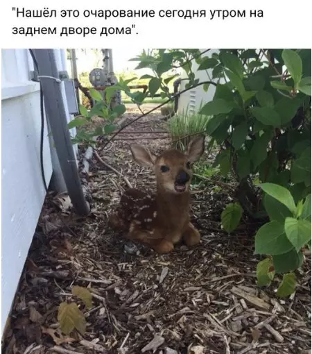 Смешная картинка №232753