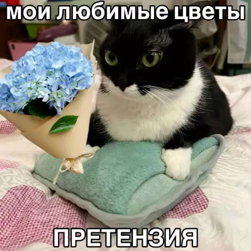 Смешная картинка №722519
