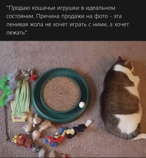 Смешная картинка №538708