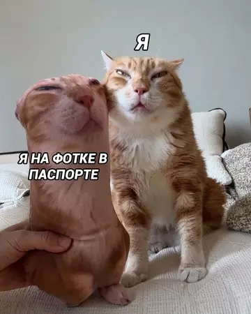 Смешная картинка №768147 Штош