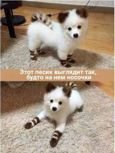 Смешная картинка №310773 собаки