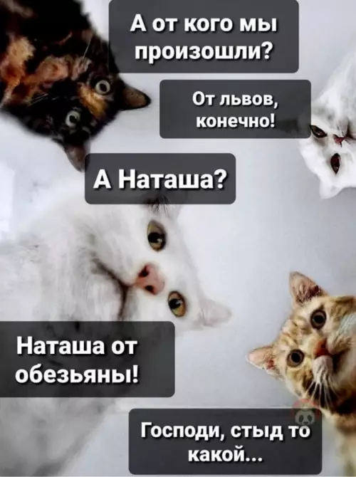 Смешная картинка №631081 Ору наташа кошки