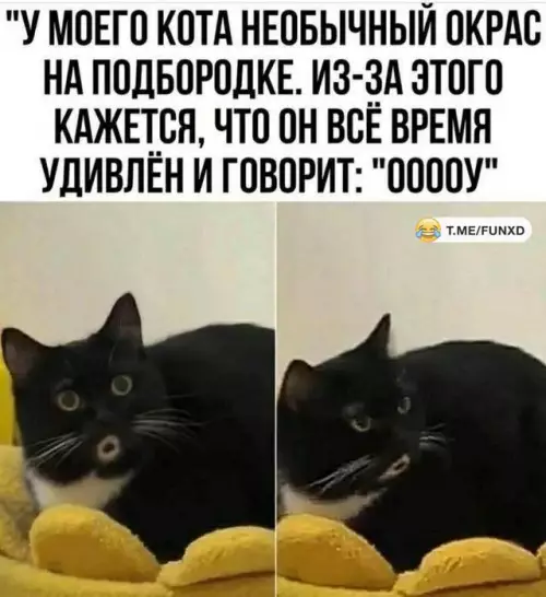 Смешная картинка №704558 коты