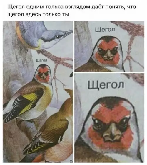 Смешная картинка №337978 Ocyждающий взгляд.