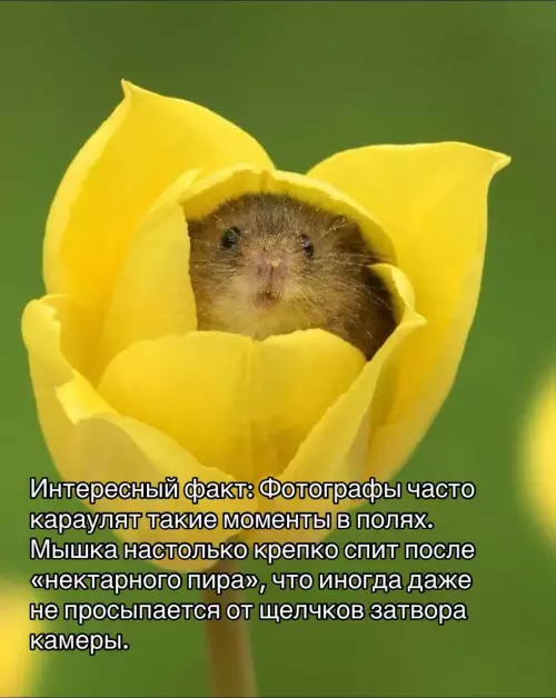 продолжение Смешная картинка о мышках