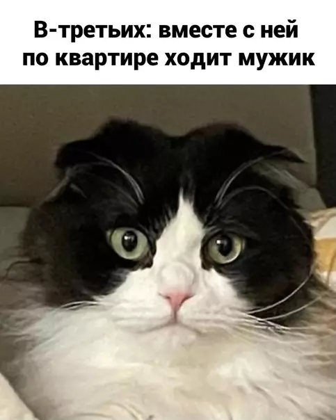 продолжение Смешная картинка №577871 Кошки и наташа