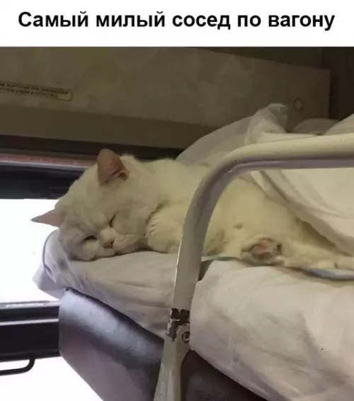 Смешная картинка №357265 коты