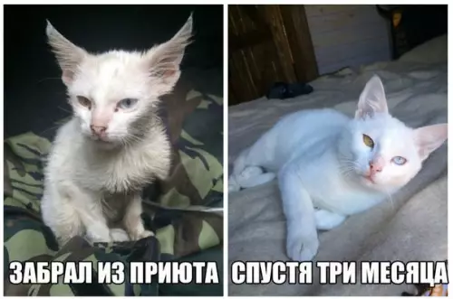 Смешная картинка №223189 кошки