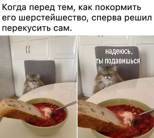 Смешная картинка №738669 коты