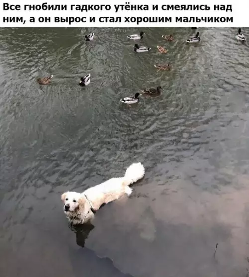 Смешная картинка №253289 Собаки, хороший мальчик