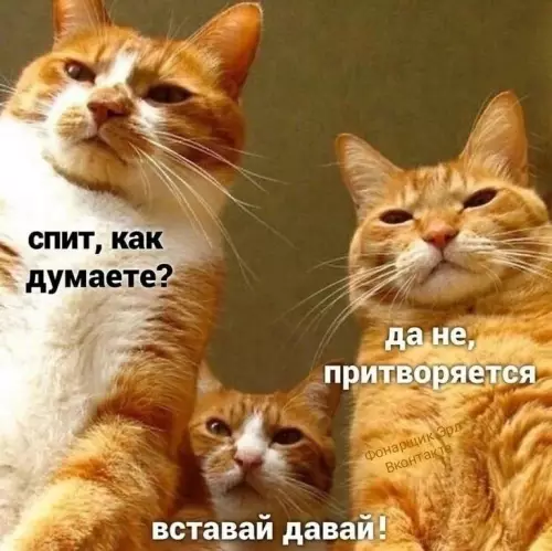Смешная картинка №722444 Коты 