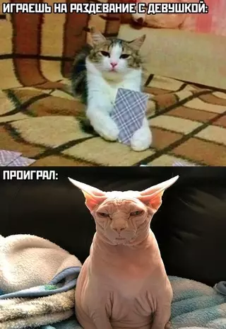 Смешная картинка №713033