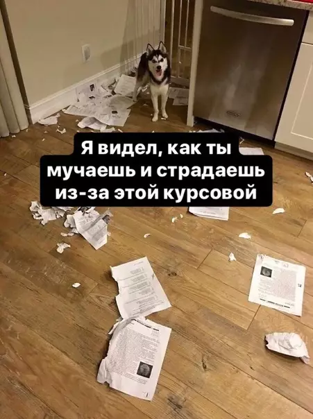 Смешная картинка №410350 Нет курсовой - нет страданий