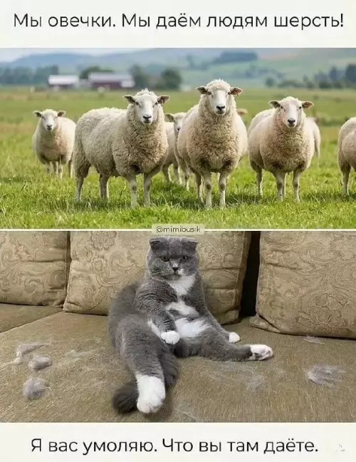 Овечки против котиков: уровень кекса 🐑🐱 - Мы овечки. Мы даём людям шерсть! Я вас умоляю. Что