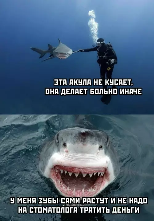 Смешная картинка №791717