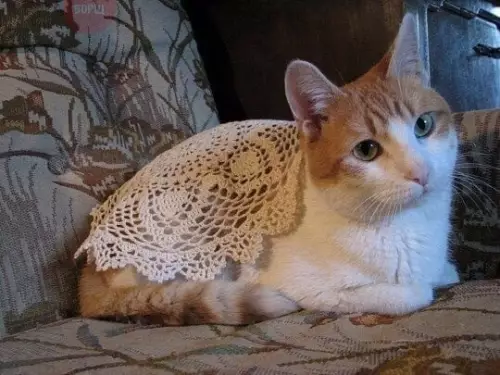 Смешная картинка №237604 Когда подарил бабушке кота коты