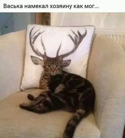 Смешная картинка №396465 Коты