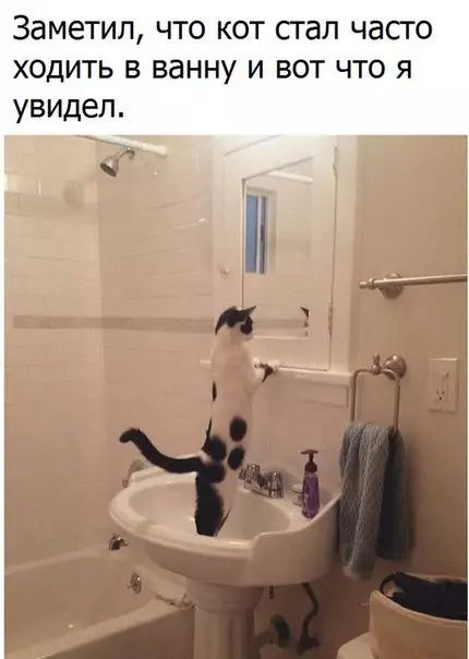 Смешная картинка №179711 Кот, кошки
