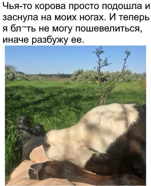 Смешная картинка №279577 Животные
