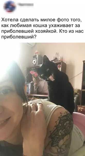 Смешная картинка №335933 кошки