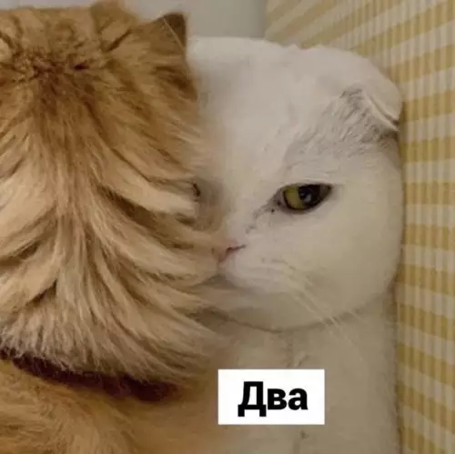 продолжение Смешная картинка №601494 Koнфликтoлoгия, лeкция пepвaя