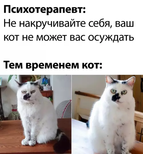 Смешная картинка №681490 Коты