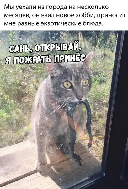 Смешная картинка №346602 Коты