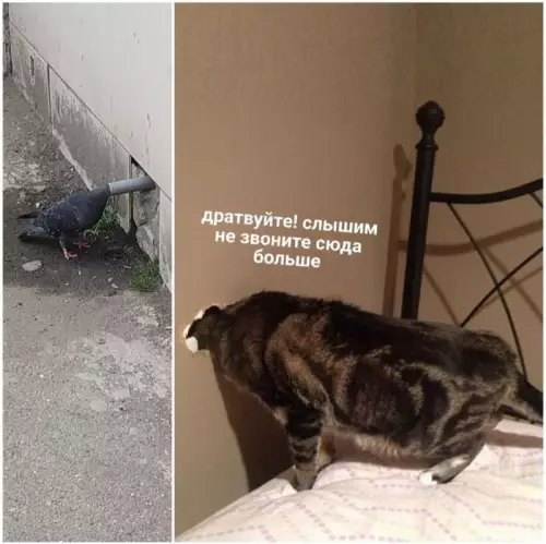 Смешная картинка №666606