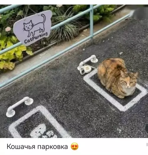 Парковка для котиков найдена! 🐈🅿️ - CatParking