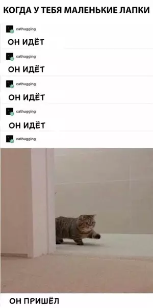 Смешная картинка №307836 коты