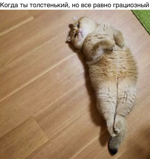 Смешная картинка №239063