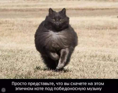 Смешная картинка №310732 коты