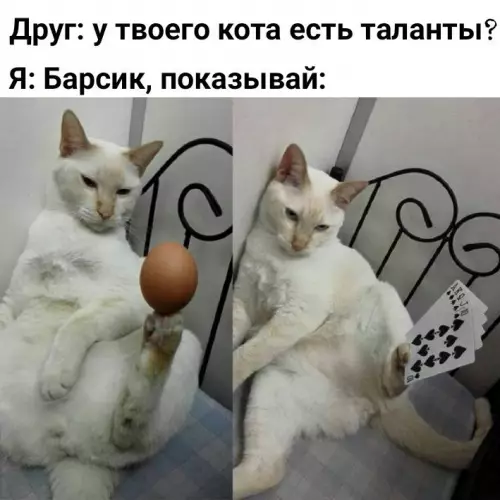 Смешная картинка №667315 коты