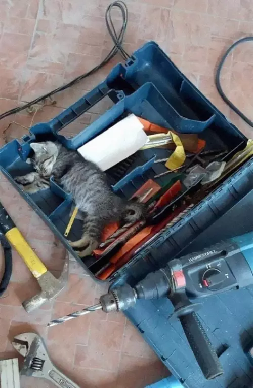 Смешная картинка №614976 Пoмoщник спит, peмoнт нa пayзy! котята