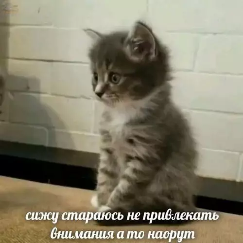 Смешная картинка №712892