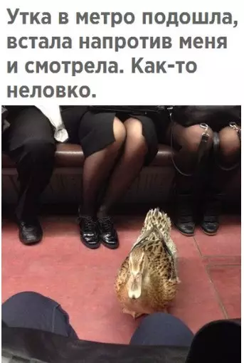 Смешная картинка №212686 утка, метро