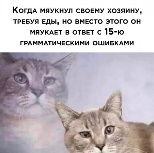 Смешная картинка №693035 Коты