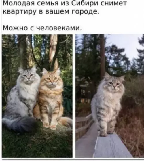 Смешная картинка №606381