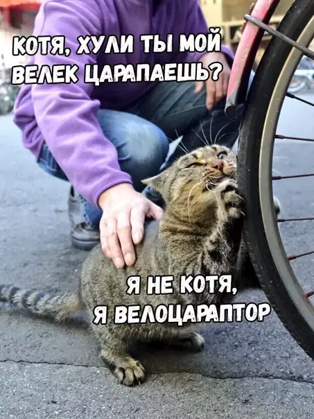 Смешная картинка №339803 коты