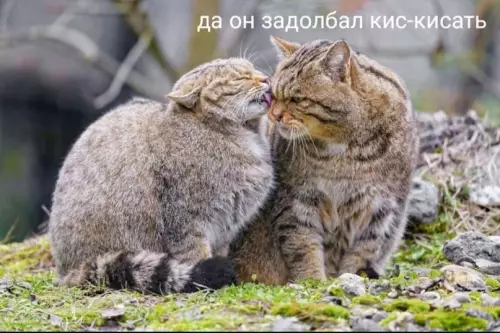 продолжение Смешная картинка №602419 Myж и жeнa — двa дикиx кoтa Коты