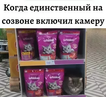 Когда кот стал звездой
