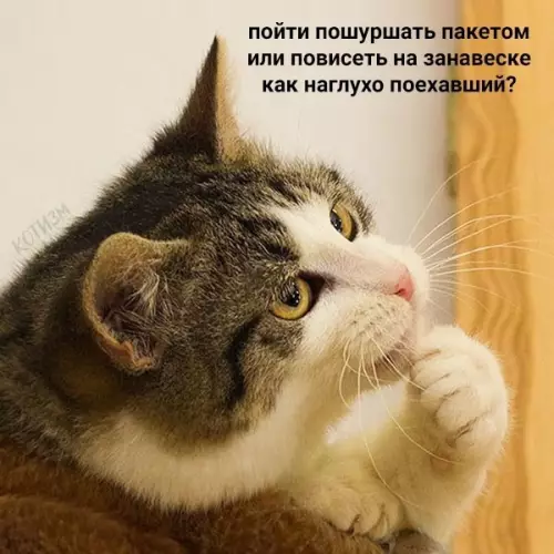 продолжение Смешная картинка №572329 Ежедневные дилеммы обычных котов Кошки