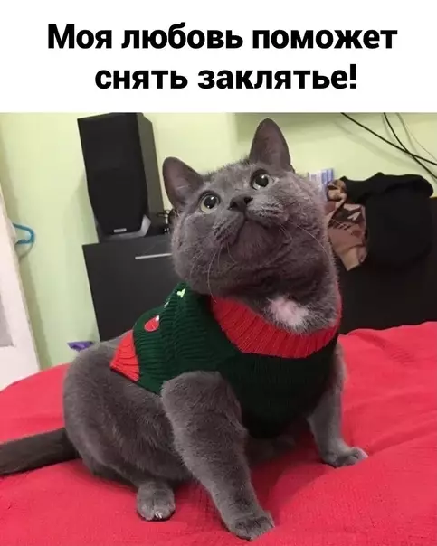 продолжение Смешная картинка №582244 И тaк вcё ycтpaивaeт