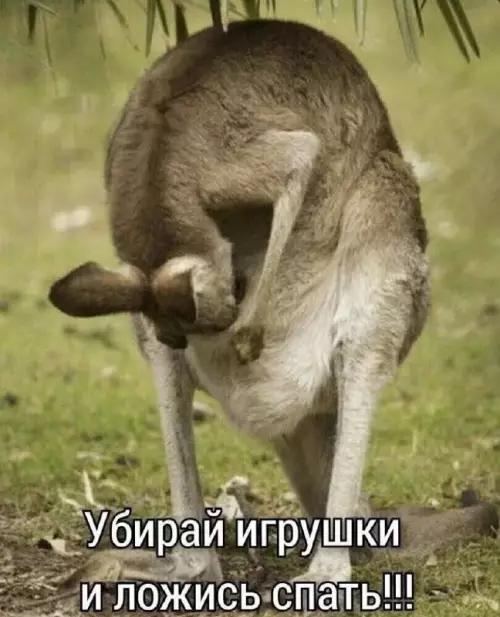 Кенгуру в деле! 🦘💤 - Убирай игрушки и ложись спать!!!