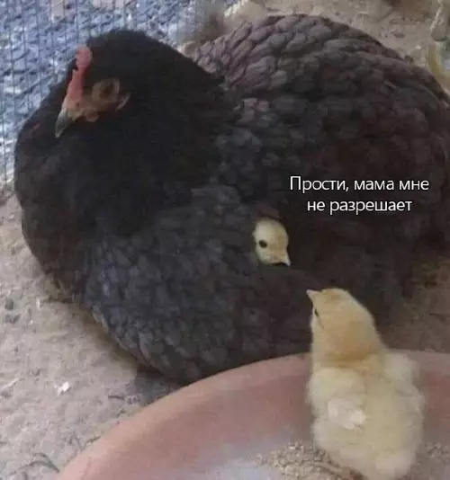 Смешная картинка №662823