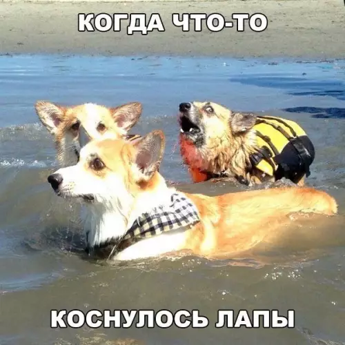 Смешная картинка №202355