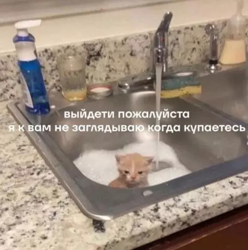 Кот в раковине: когда приватность — это важно 🧼😼 - выйдите пожалуйста я к вам не заглядываю когда купаетесь