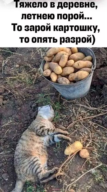 Смешная картинка №766987