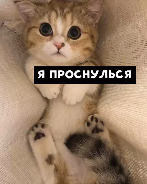 Смешная картинка №452047 Идеальный день