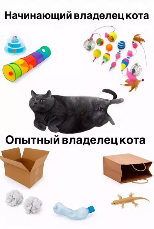 Смешная картинка №789441 Коты